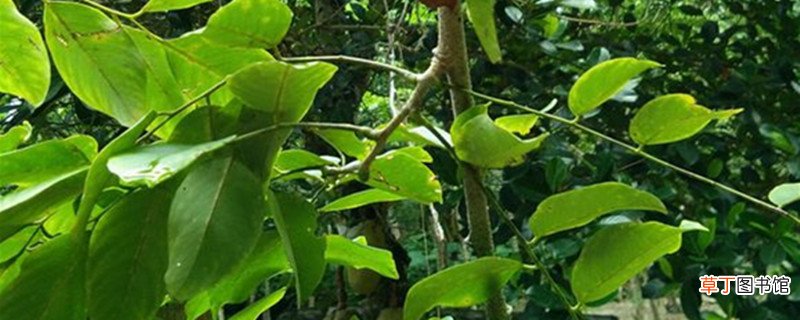 阳台黄花梨盆栽怎么养