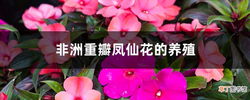 非洲重瓣凤仙花的养殖