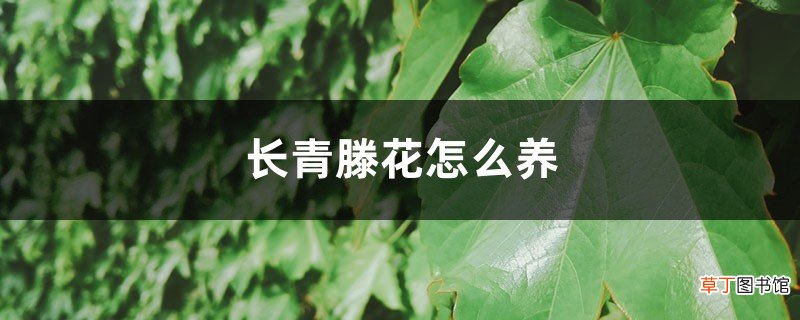 常青藤花怎么养