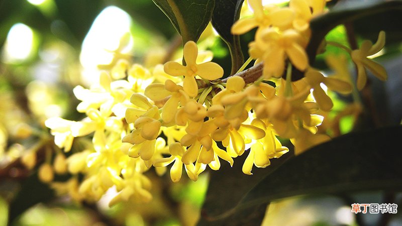 桂花可以做什么甜点