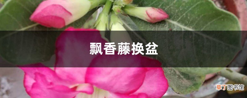 飘香藤换盆