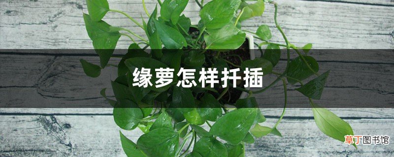 绿萝怎样扦插