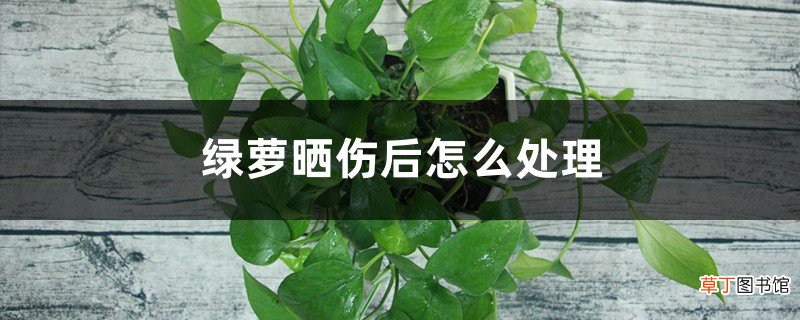 绿萝晒伤后怎么处理