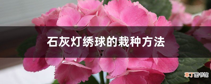 石灰灯绣球的栽种方法