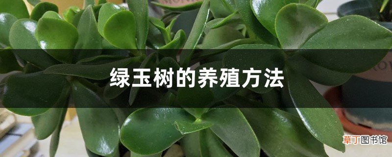 绿玉树的养殖方法