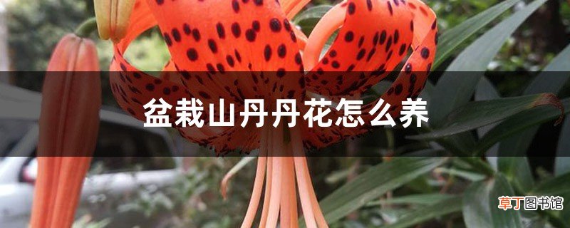 盆栽山丹丹花怎么养