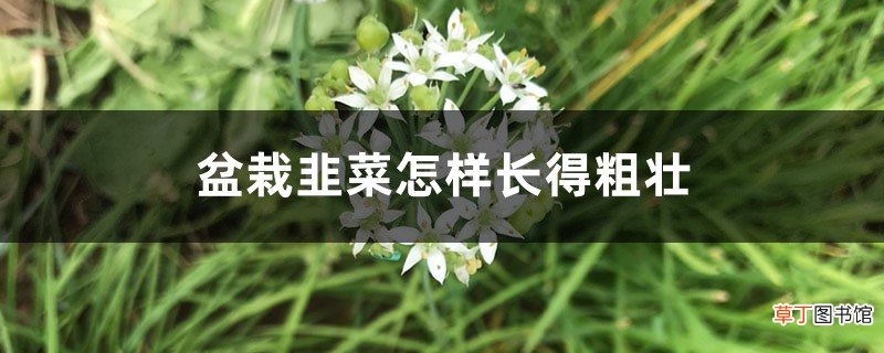 盆栽韭菜怎样长得粗壮