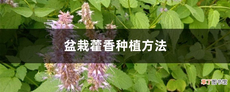 盆栽藿香种植方法