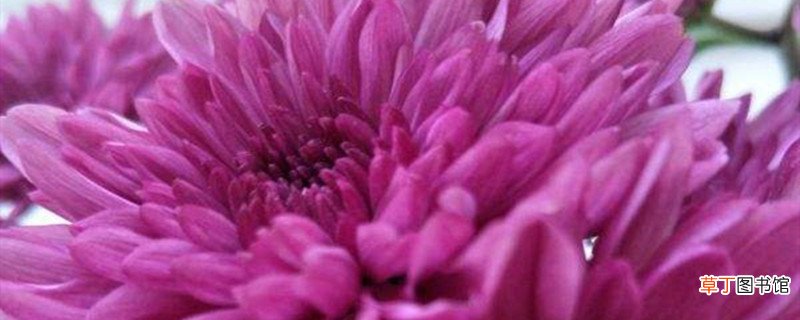 红薯花怎么养