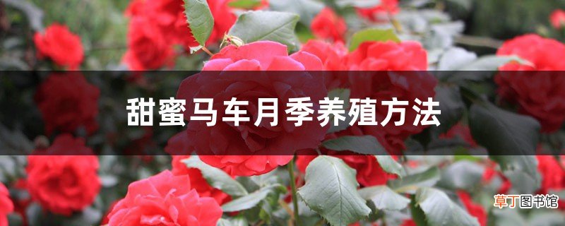 甜蜜马车月季养殖方法