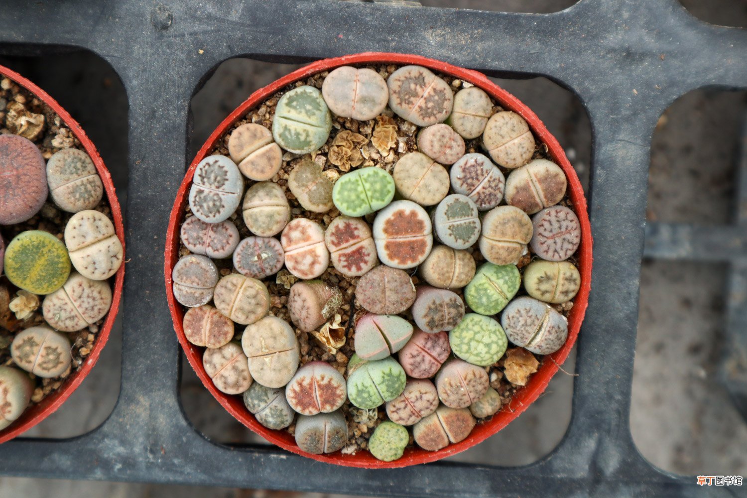 生石花换盆教程