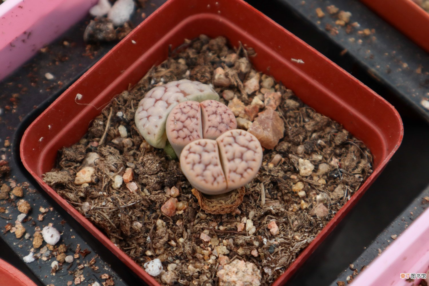 生石花换盆教程