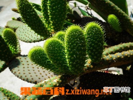 仙人掌的药用价值