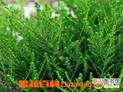 茵陈的副作用