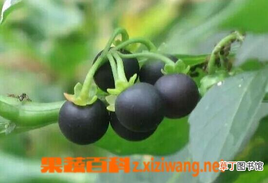 龙葵果能吃吗 龙葵果怎么吃