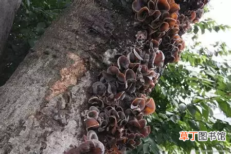 黑龙江特产 绝对不能错过的6样黑龙江特产