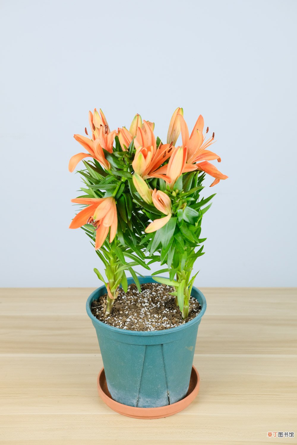 百合珠芽繁殖方法