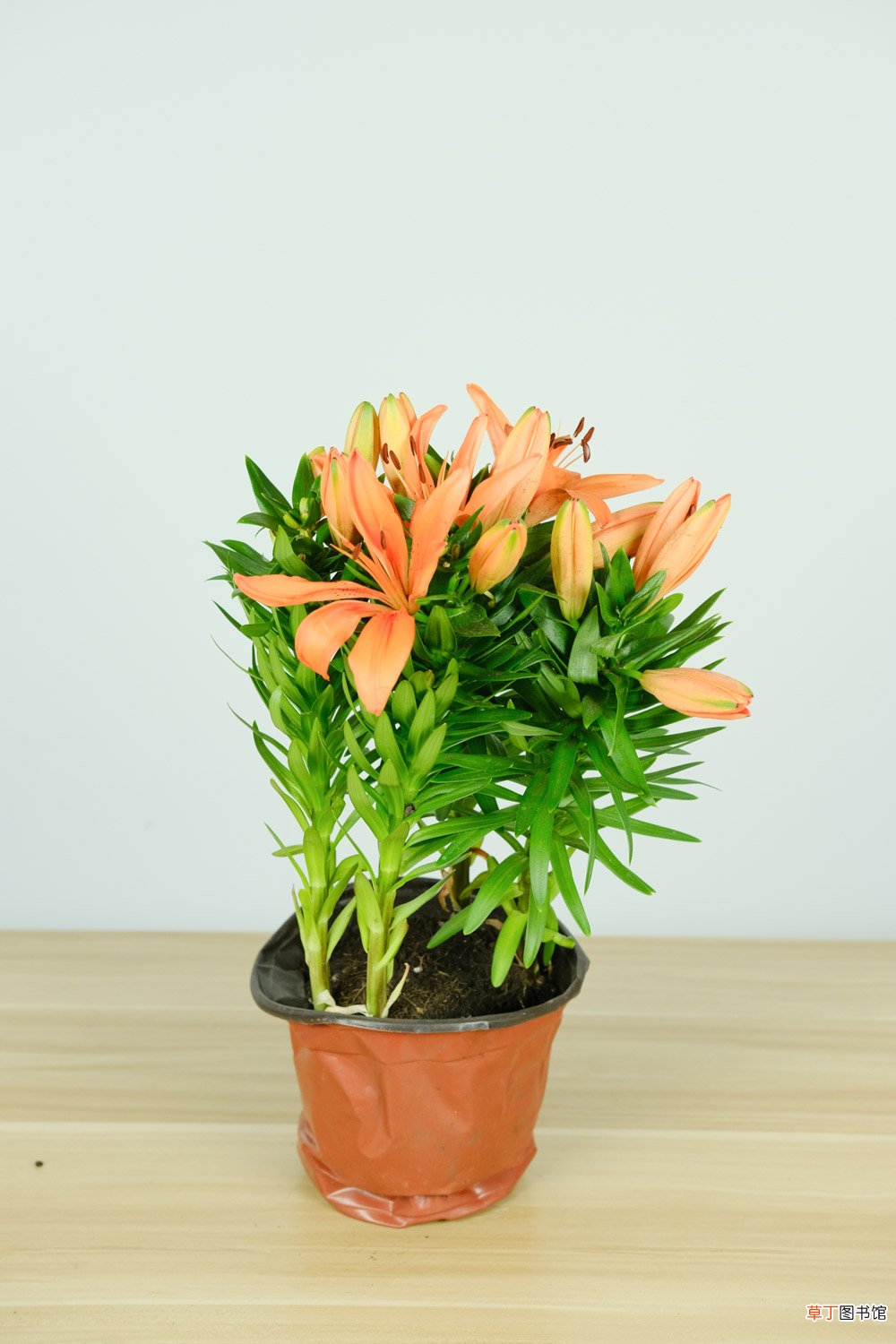 百合花怎么种植与管理