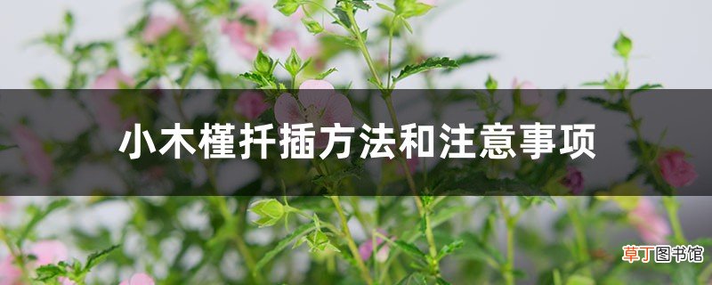 小木槿扦插方法和注意事项