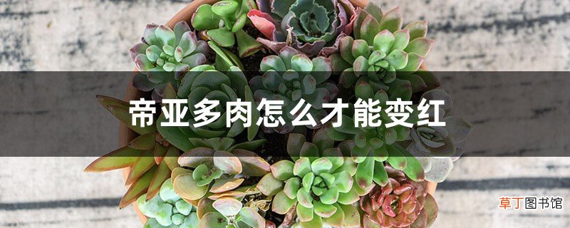 蒂亚多肉怎么才能变红