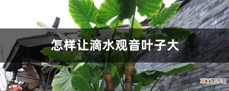 怎样让滴水观音叶子大