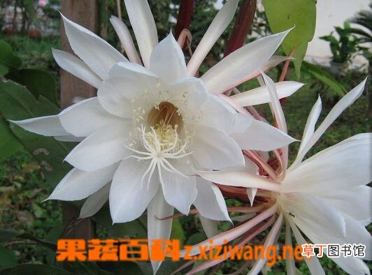 昙花能吃吗 昙花怎么吃
