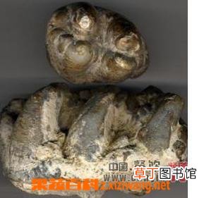 煅龙齿的功效与作用