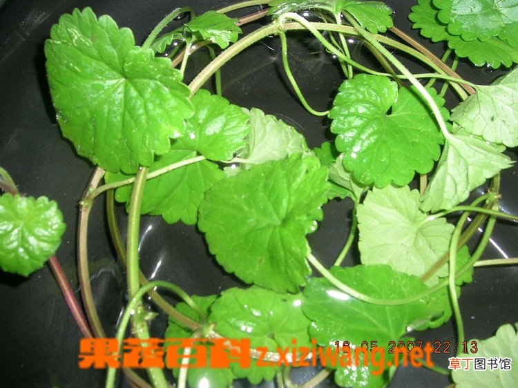 金钱草的功效和作用