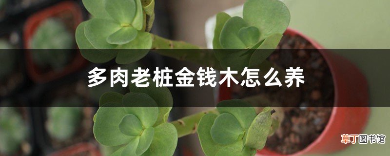 多肉老桩金钱木怎么养