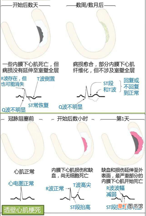 心血管系统 心血管系统详解知识点