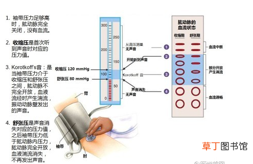 心血管系统 心血管系统详解知识点