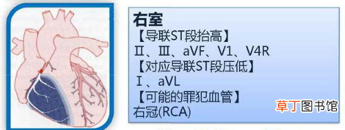 心血管系统 心血管系统详解知识点