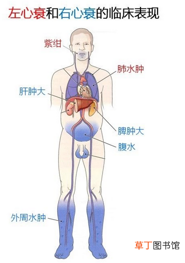 心血管系统 心血管系统详解知识点