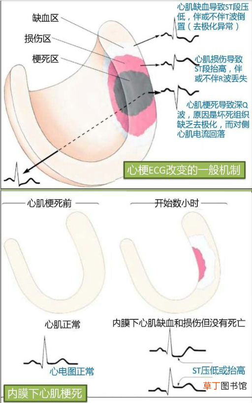 心血管系统 心血管系统详解知识点