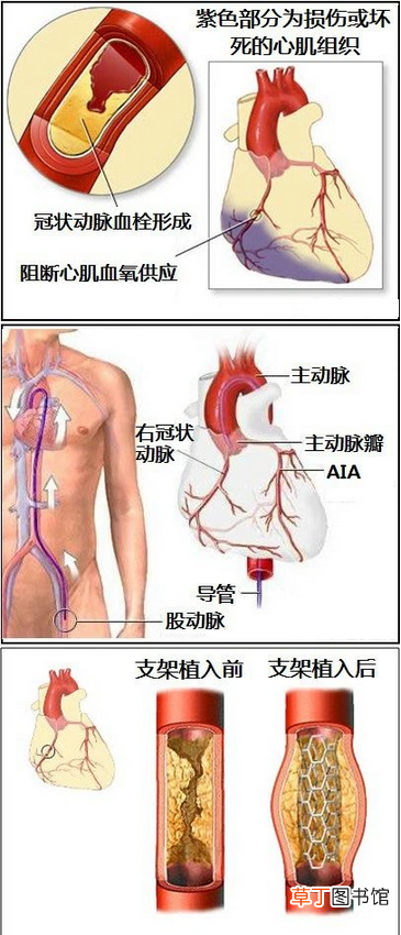 心血管系统 心血管系统详解知识点
