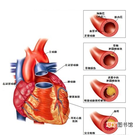 心血管系统 心血管系统详解知识点