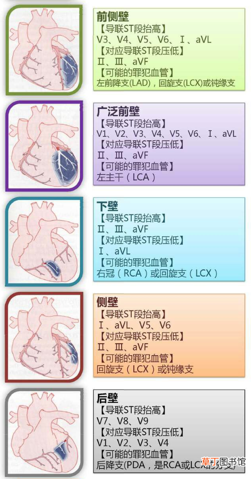 心血管系统 心血管系统详解知识点