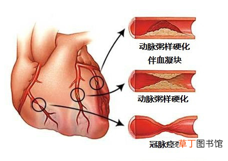 心血管系统 心血管系统详解知识点