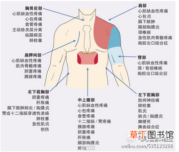 心血管系统 心血管系统详解知识点