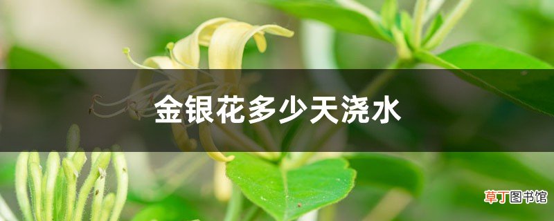 金银花多少天浇次水