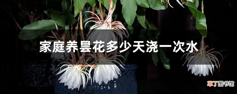 家庭养昙花多少天浇一次水