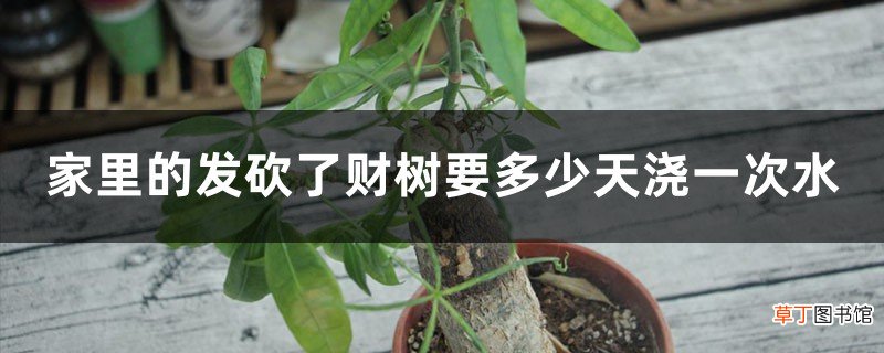 家里的发财树要多少天浇一次水