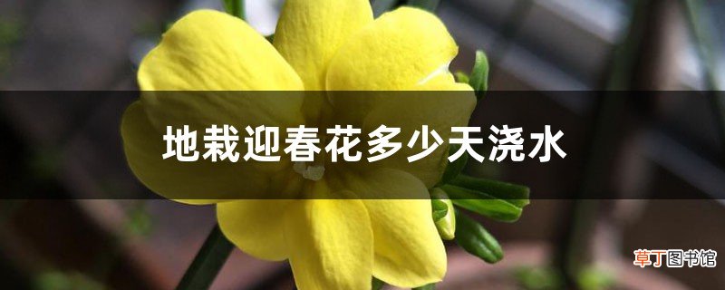 地栽迎春花多少天浇次水