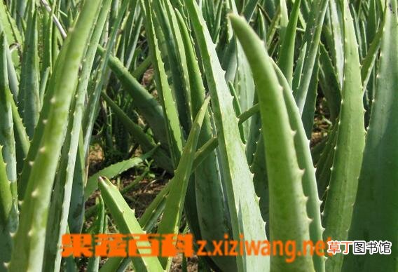 芦荟能吃吗 什么芦荟可以吃