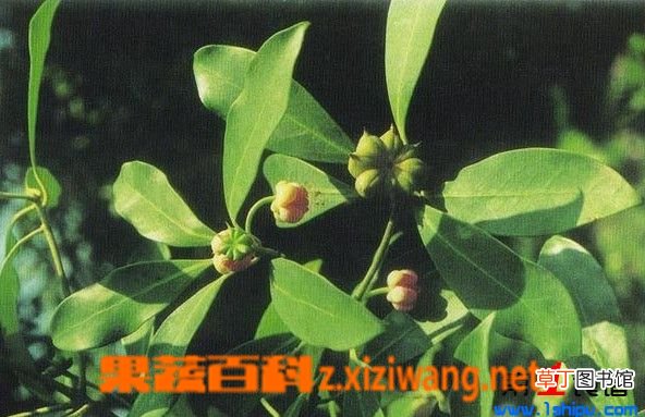 小茴香的功效