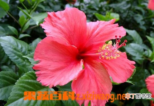 扶桑花的功效与作用 扶桑花能治哪些疾病