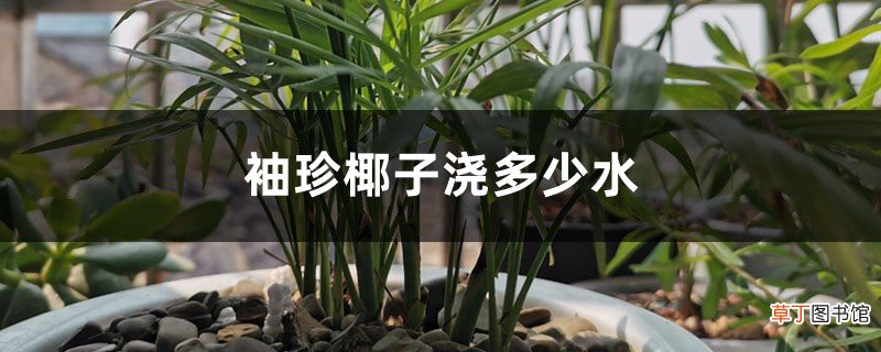 袖珍椰子浇多少水