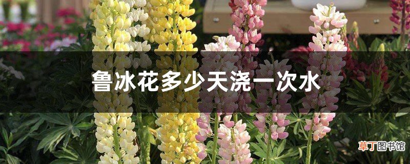鲁冰花多少天浇一次水