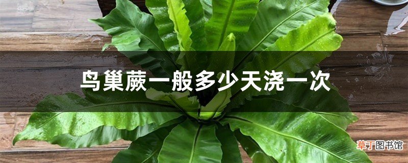 鸟巢蕨一般多少天浇一次
