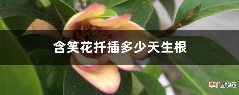 含笑花扦插多少天生根